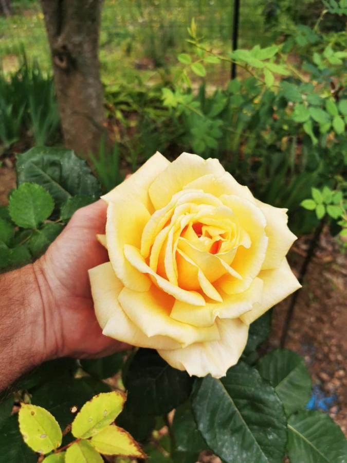 La Maison Du Soleil Provence 德拉吉尼昂 外观 照片
