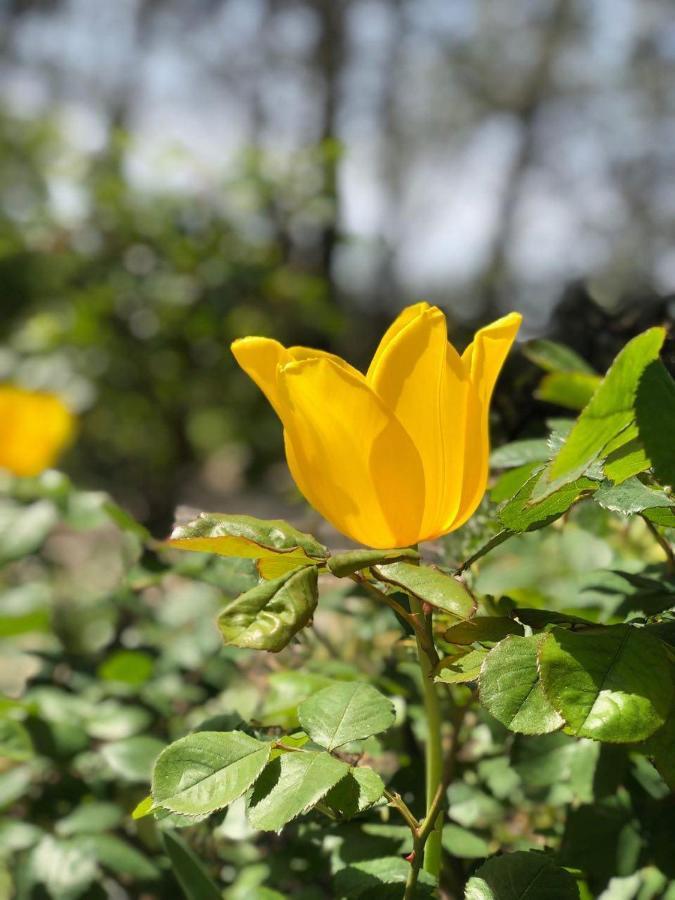 La Maison Du Soleil Provence 德拉吉尼昂 外观 照片